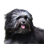 Foto de perfil del león Descripción de la raza leona