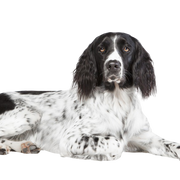 Foto de perfil de Münsterländer Descripción de la raza de perro Münsterländer