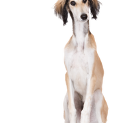 Descripción de la raza Saluki