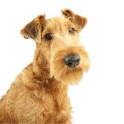 Imagen de perfil del Terrier Irlandés Descripción de la raza Terrier Irlandés