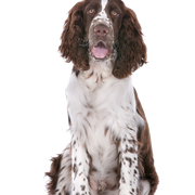 Descripción de la raza Springer Spaniel