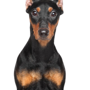 Imagen de perfil del Pinscher alemán Descripción de la raza Pinscher alemán