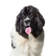 Terranova recortado sobre fondo blanco, descripción de la raza de perro grande con pelaje blanco y negro