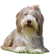 Perro Bearded Collie