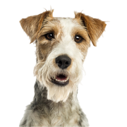 Descripción de la raza Fox Terrier