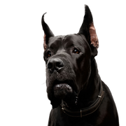 Perro, mamífero, vertebrado, Canidae, raza de perro, perro guardián, carnívoro, gran danés, cane corso, bozal,