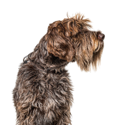 Griffon Korthals, Griffon d'arrêt à poil dur, pointer de pelo duro, perro similar al Rauhaar alemán, raza de perro grande de Francia, descripción de la raza de perro de caza, raza de perro de caza