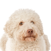 Descripción de la raza de perro de aguas italiano Lagotto Romagnolo