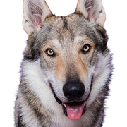 Descripción de la raza Wolfhound checoslovaco y su temperamento, Československý vlčiak, Československý vlčák, wolfhound, perro de la República Checa, raza de perro grande con orejas puntiagudas