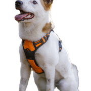 Sentada del perro Spitz nórdico Sentada del perro Spitz nórdico