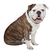Bulldog Inglés Antiguo exento Perro,Carnívoro,Raza de perro,Bulldog,Collar,Leonado,Perro de compañía,Collar de perro,Bozal,Grupo deportivo,