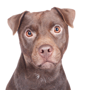 Descripción de la raza Patterdale Terrier Descripción de la raza Patterdale Terrier, perro mediano marrón