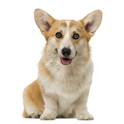 Pembroke Corgi Sentado