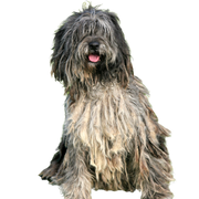 Perro pastor de Bérgamo Pastor de Bérgamo Dog sitting