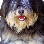 Retrato de perro pastor portugués