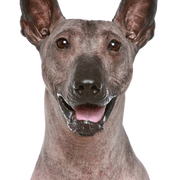 Retrato de perro peruano desnudo Retrato de perro peruano desnudo