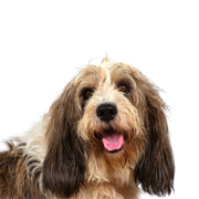 Descripción de la raza Petit Basset Griffon Vendeen Basset Griffon Vendeen, Petit Basset Griffon Vendeen, raza de perro de tamaño medio con orejas caídas, raza de perro tricolor de Francia, perro de caza francés, perro de caza, perro de pelo duro, perro de pelo duro