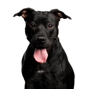 Perro, Vertebrado, Raza de perro, Canidae, Mamífero, Carnívoro, Bozal, American Pit Bull Terrier Negro, Grupo deportivo, Perro de compañía, Perro de pelea, Perro de lista