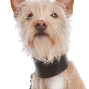 Podengo Portugues Roughhair Podengo Portugues, perro de pelo áspero de Portugal, perro rojo blanco, perro de color naranja, perro con orejas de pinchazo, perro de caza, perro de familia