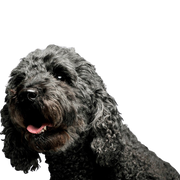 Temperamento del Pumi Perro Pumi de Hungría, descripción de la raza