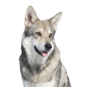 Temperamento y descripción de la raza Saarlooswolfhund, perro lobo de Holanda