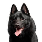 Descripción de la raza Schipperke