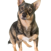 Vallhund sueco de pie