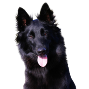 Temperamento Groenendael, Descripción de la raza de perro Pastor Belga Negro
