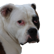 Bulldog victoriano exento Perro,Raza de perro,Carnívoro,Perro de compañía,Collar,Leonado,Animal de trabajo,Bigotes,Bozal,Grupo deportivo,