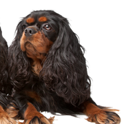 King Charles Spaniel, aussi connu sous le nom d'English Toy Spaniel