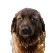 Un chien portugais de la Serra da Estrela dans un jardin Un chien portugais de la Serra da Estrela dans un jardin