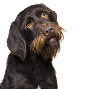 Portrait d'un chien Cesky Fousek femelle, vu de face, regardant de travers la caméra, isolé sur un fond beige Chien Cesky Fousek femelle assise, regardant la caméra de face, isolée sur fond beige