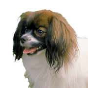 Phalène ou Continental Toy Spaniel