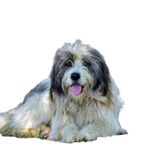 Le chien des Carpates roumain (CRC en abrégé) est un chien utilisé depuis des siècles par les bergers roumains dans les Carpates pour surveiller les troupeaux et c'est un excellent chien de garde.
