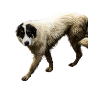 Le chien de berger de Bucovina. Grand chien de berger de sécurité.