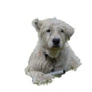 berger mignon dans les Carpates Mignon petit chien de mouton dans les Carpates