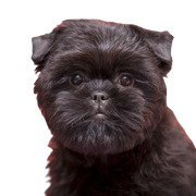 Tempérament du Affenpinscher