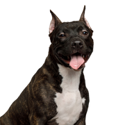 Chien, mammifère, vertébré, race de chien, Canidae, carnivore, American Staffordshire terrier, American pit bull terrier, bull et terrier, muselière,