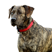 Description de la race Majorero Canario, grand chien bringé aux oreilles triangulaires, oreilles tombantes, grand chien qui n'est pas sur la liste, Le Majorero Canario n'est pas un chien de la liste, chien de race espagnole