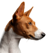 chien, basenji, mammifère, vertébré, canidé, race de chien, carnivore, chien ibizan, podenco canario, muselière