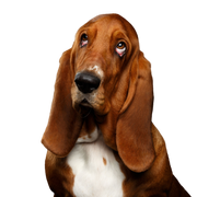 Chien, mammifère, vertébré, Canidae, Basset Hound ressemble à un Beagle, race de chien avec de très longues oreilles tombantes, carnivore, Basset Artésien Normand corps supérieur, chien suisse, museau, petit chien brun, chien de chasse