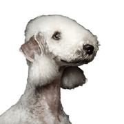 Bedlington Terrier blanc Mammifère, Vertébré, Chien, Canidé, Race canine, Carnivore, Museau, Chien de compagnie, Groupe sportif, Race rare (chien), Grand chien blanc, Bedlington Terrier, Race similaire au Caniche