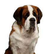 Chien, mammifère, vertébré, race de chien, Canidae, St. bernard, chien de garde moscovite, carnivore, race de chien géant, chien de compagnie, St. Bernard