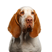 Chien, Mammifère, Vertébré, Canidé, Race de chien, Bracco italiano, Carnivore, Groupe sportif, Race d'arrêt, grand chien blanc avec des taches brunes et des oreilles tombantes, race similaire au Beagle mais beaucoup plus grande.