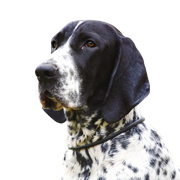 Description de la race Braque d`Auvergne, tempérament et aspect du chien d`attaque français, chien de chasse noir et blanc, chien de chasse de race française.
