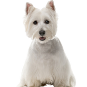 Description du caractère du West Highland White Terrier et plus, petit chien blanc avec STehohren d'Écosse