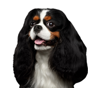 Chien, Vertébré, Canidé, Mammifère, Race de chien, Épagneul Cavalier King Charles, Épagneul King Charles, Carnivore, Chien de compagnie, Épagneul, Petit chien tricolore