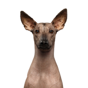 Mammifère, vertébré, chien, Canidae, race de chien, chien nu du Mexique, chien nu du Pérou, carnivore, American hairless terrier, museau,