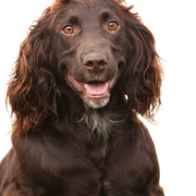 Description de la race du Wachtelhund allemand, chien brun de taille moyenne