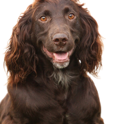 Description de la race du Wachtelhund allemand Description de la race du Wachtelhund allemand, chien brun de taille moyenne